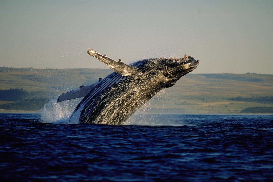 01301778 Whale Watching S Africa