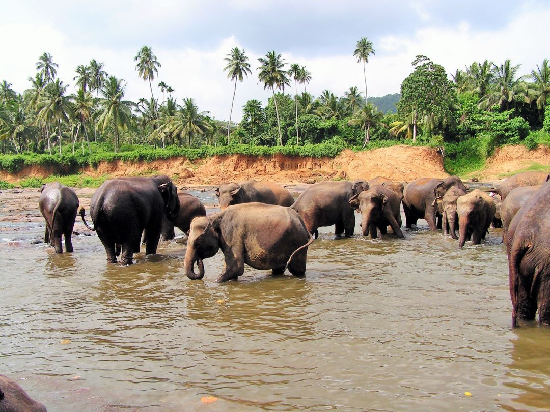 Bigstockphoto Elephant Orphanage Sri Lanka 2
