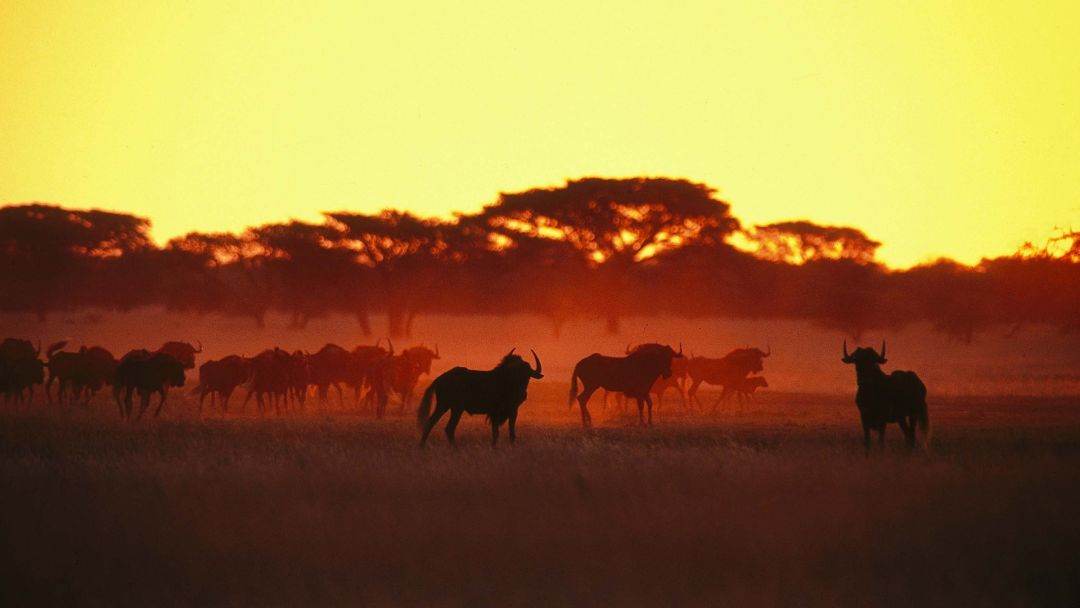 South Africa safari