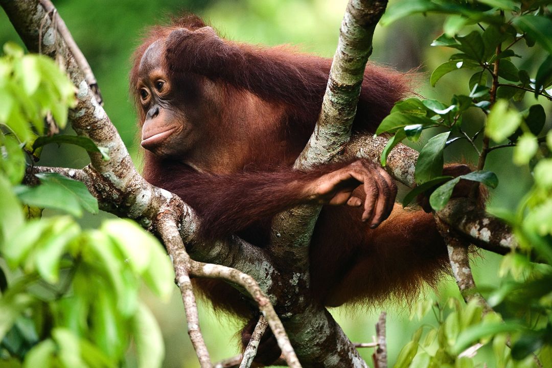 orangutan in Borneo