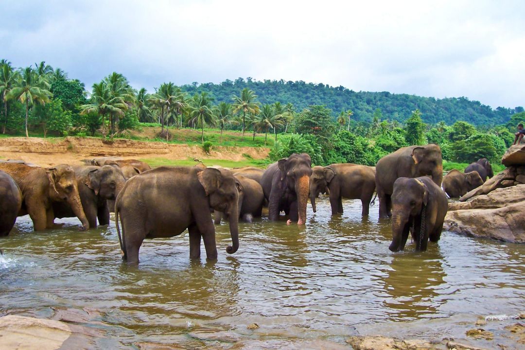 Shutterstock Sri Lanka Compressed