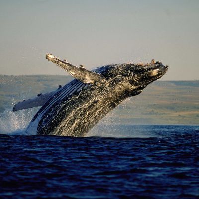 01301778 Whale Watching S Africa