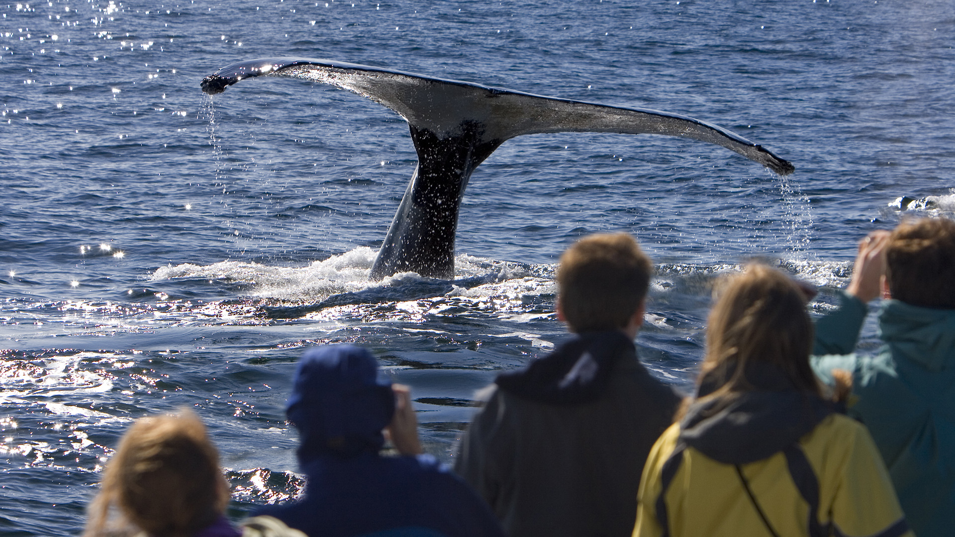 Whale watching in Iceland